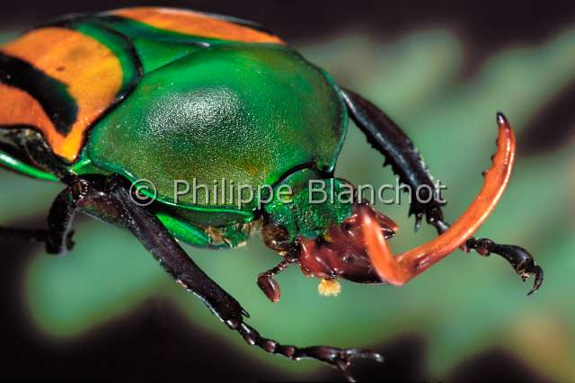 Eudicella gralli mechowi.JPG - Eudicella gralli mechowi (Portrait male)CetoineFlower beetleColeopteraScarabaeidaeCetoniinaeZaire